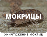 Уничтожение мокриц